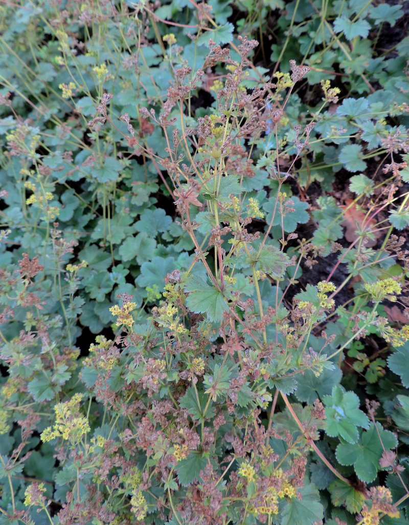 Alchemilla sericata