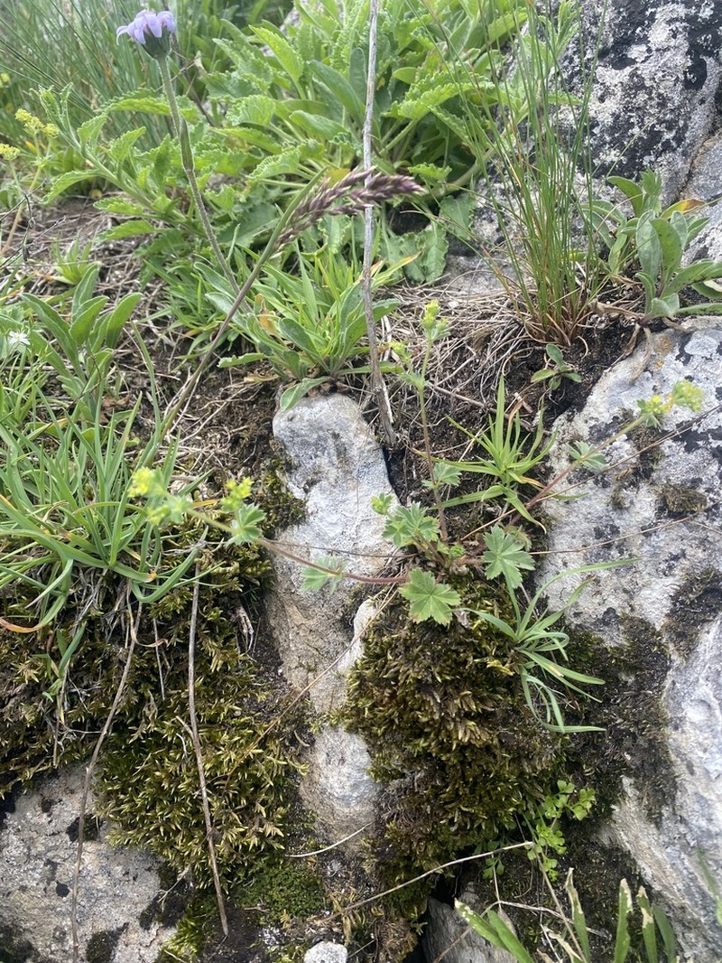Alchemilla sericata