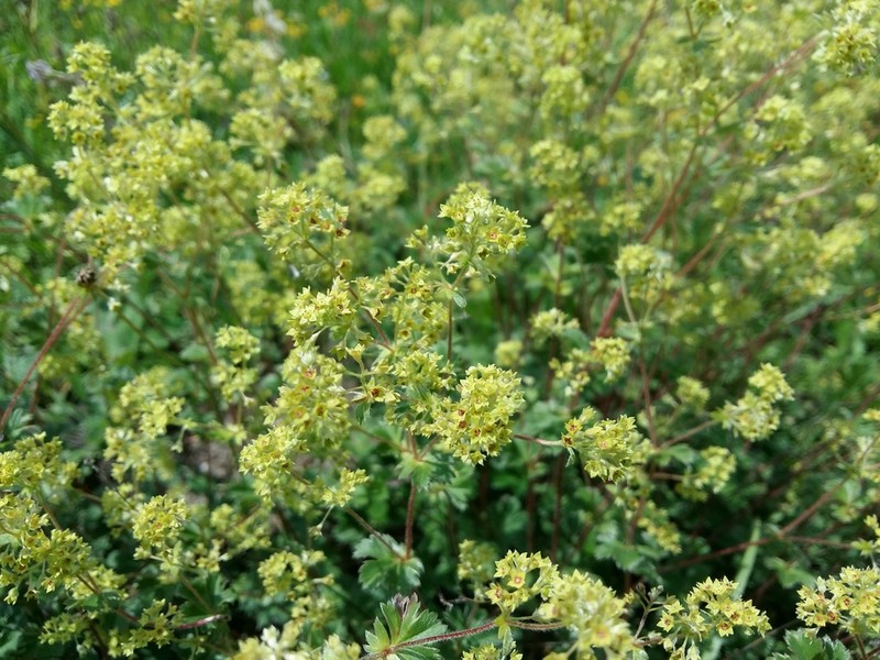 Alchemilla sericata photo 2