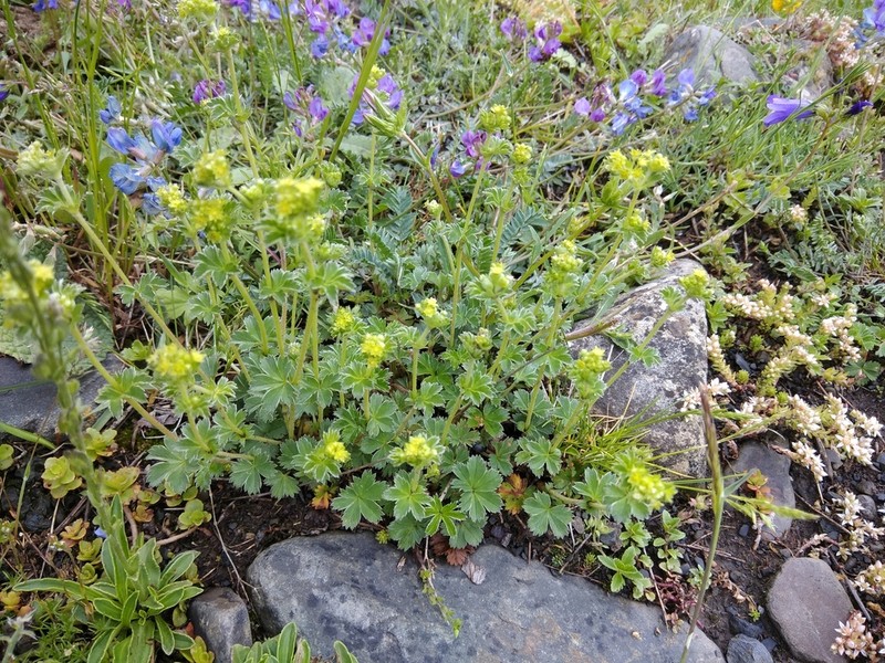 Alchemilla sericata photo 3