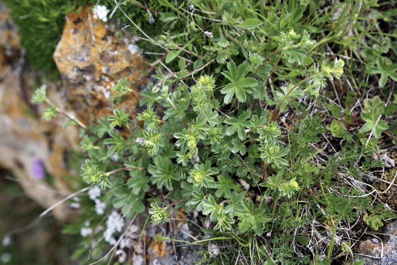 Alchemilla sericata photo 4