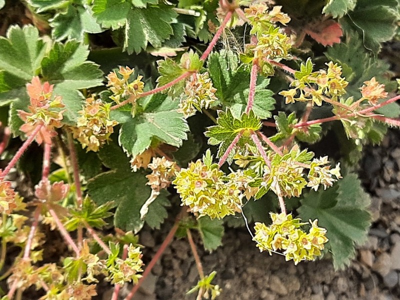 Alchemilla sericata photo 6