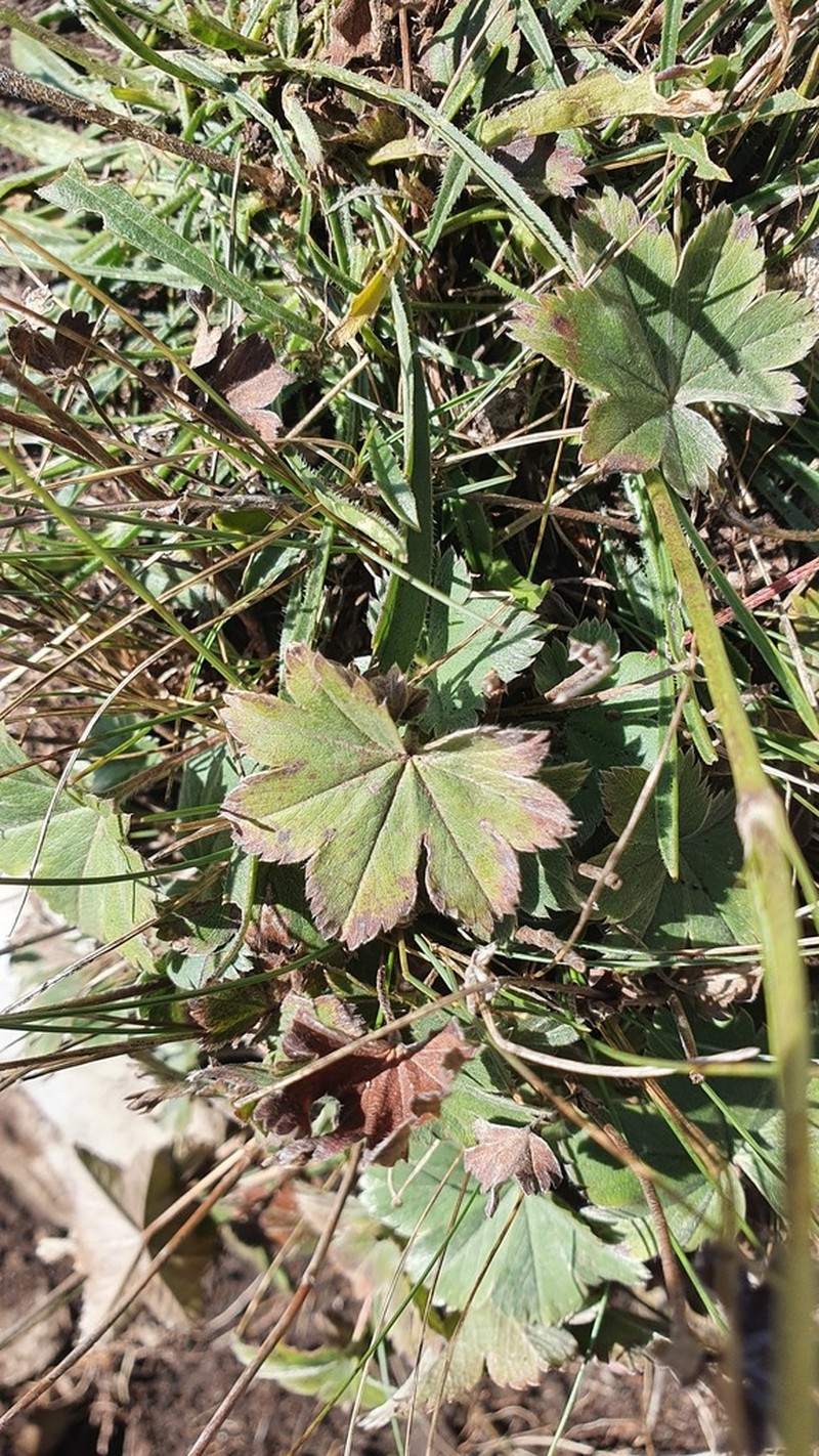 Alchemilla sericata photo 7
