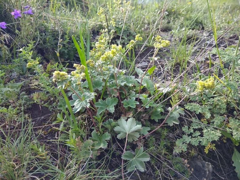 Alchemilla sericata photo 8