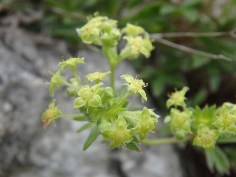 Alchemilla sericea