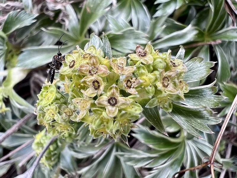 Alchemilla sericea photo 2