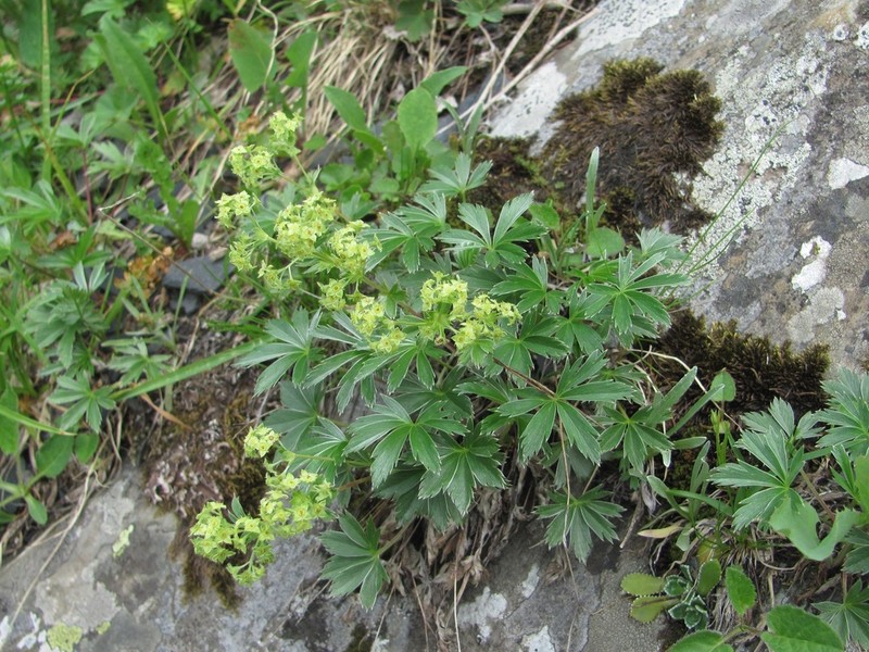 Alchemilla sericea photo 3