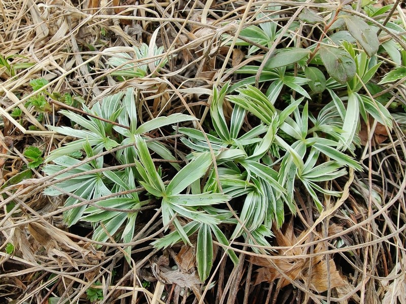 Alchemilla sericea photo 4