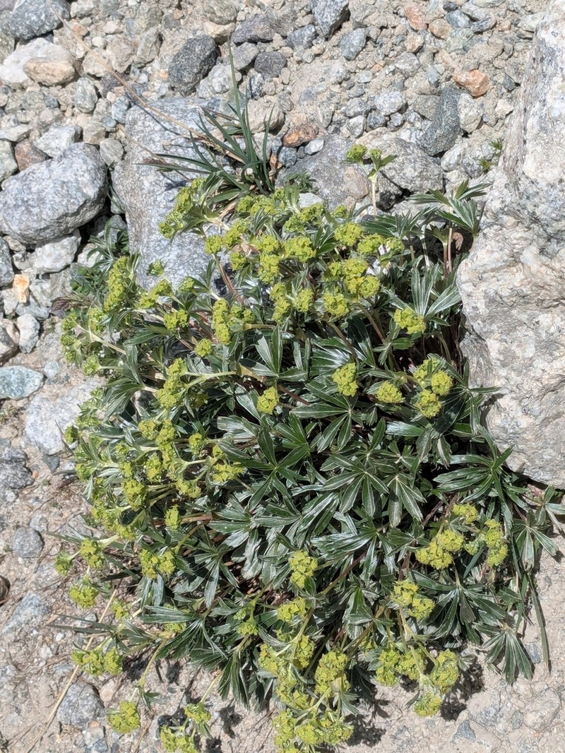 Alchemilla sericea photo 5