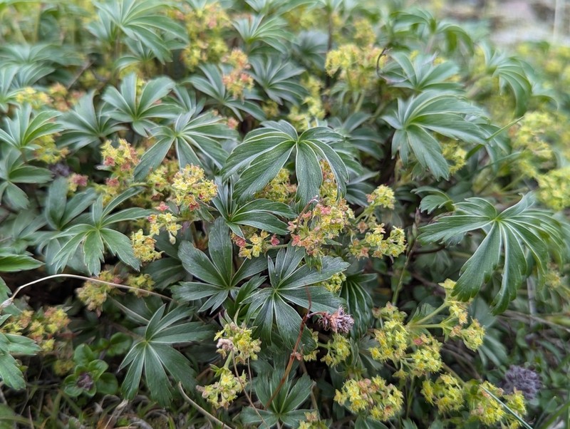 Alchemilla sericea photo 6
