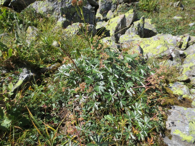 Alchemilla sericea photo 7