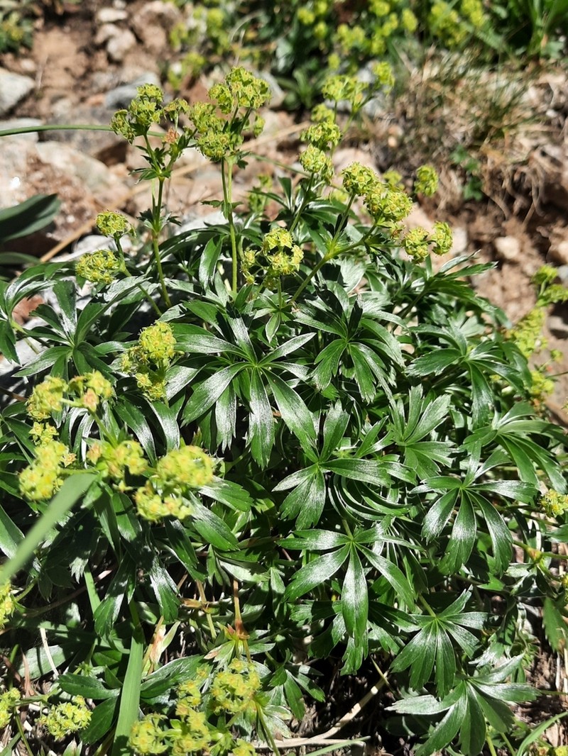 Alchemilla sericea photo 8