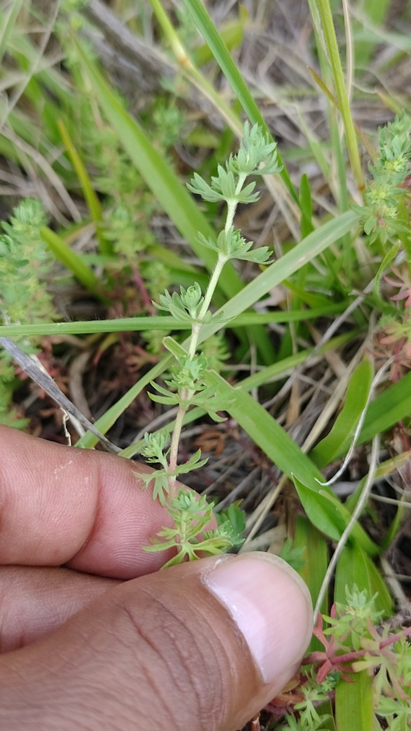 Alchemilla sibbaldiifolia