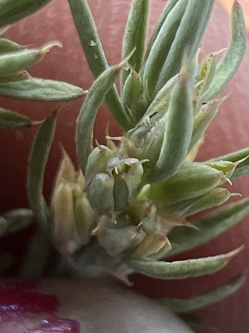 Alchemilla sibbaldiifolia photo 2