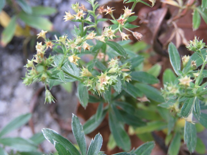 Alchemilla sibbaldiifolia photo 4