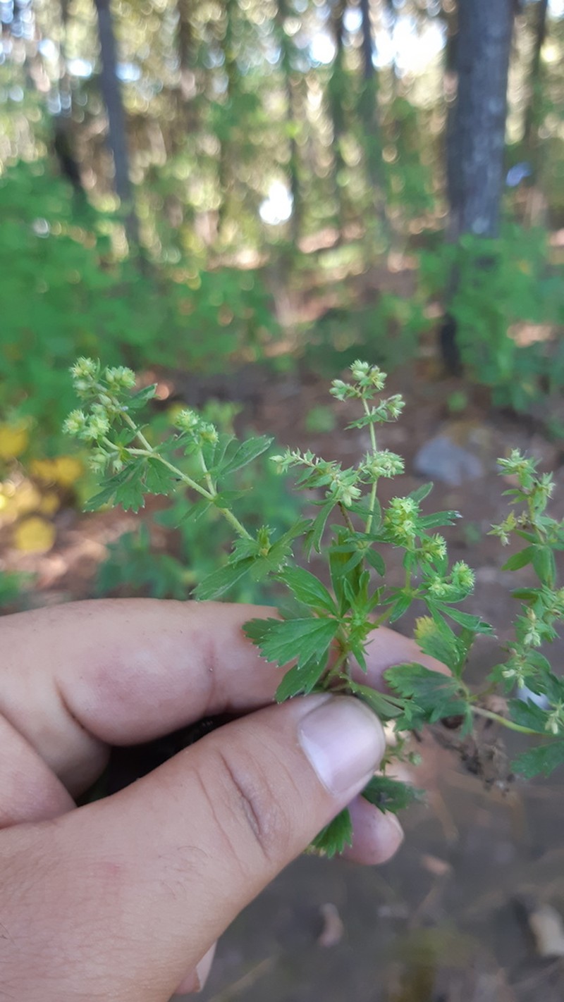 Alchemilla sibbaldiifolia photo 5