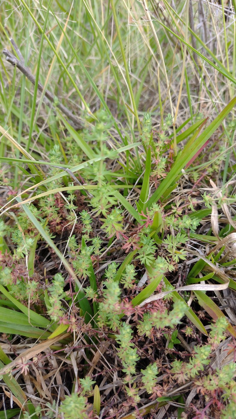 Alchemilla sibbaldiifolia photo 6