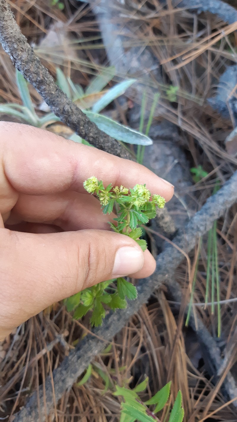 Alchemilla sibbaldiifolia photo 8