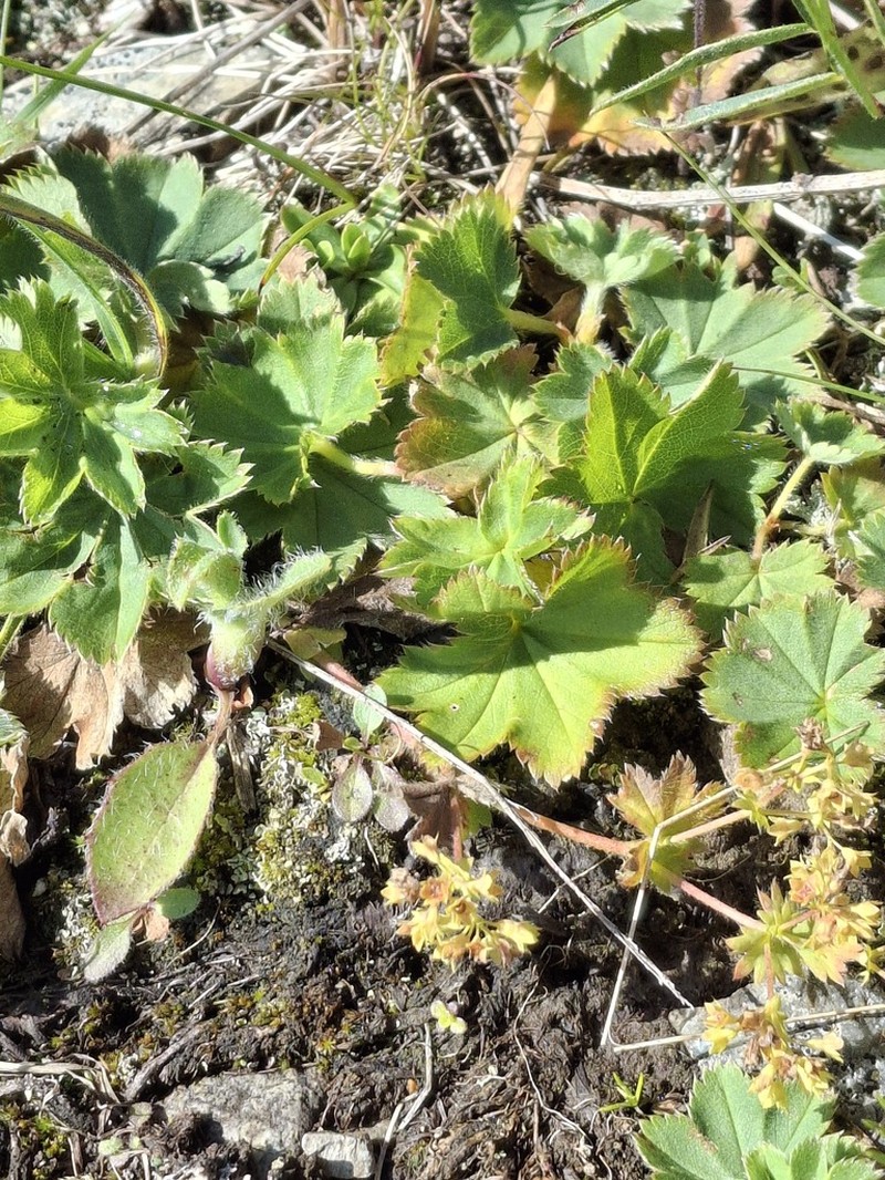 Alchemilla sibirica
