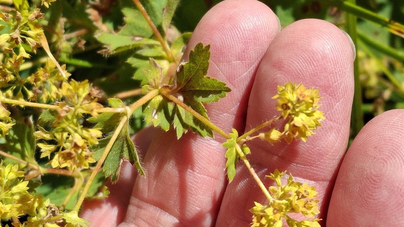 Alchemilla sibirica photo 2