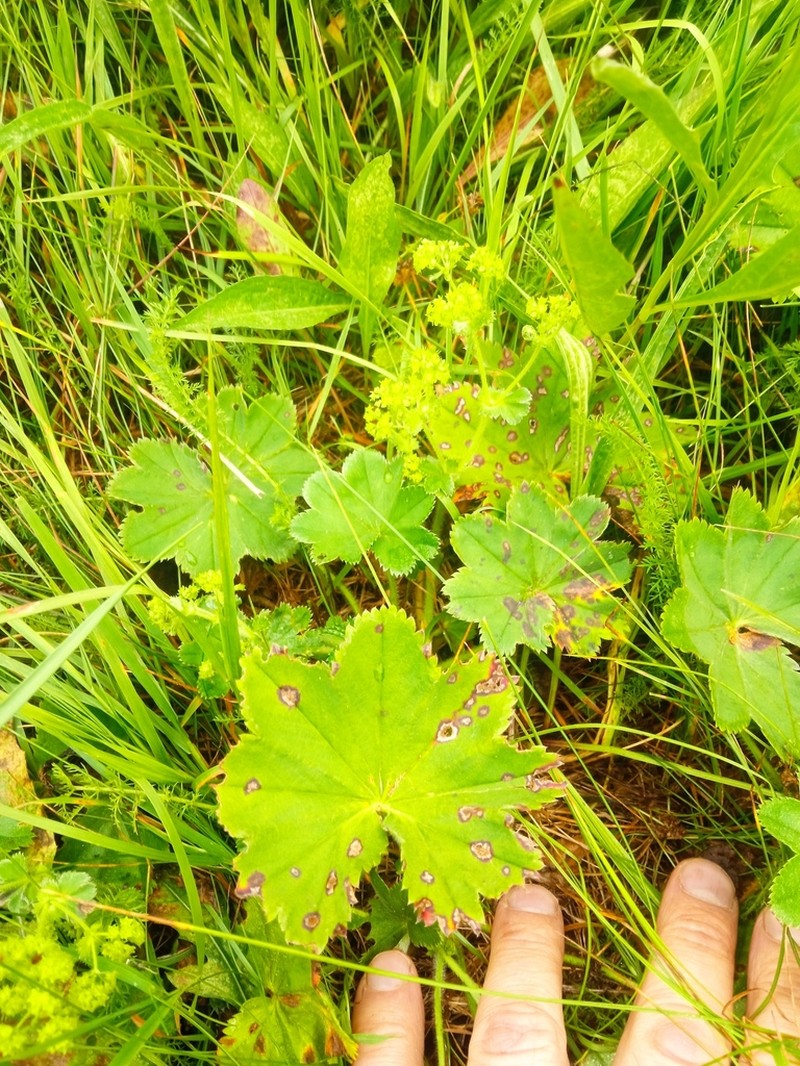 Alchemilla sibirica photo 3