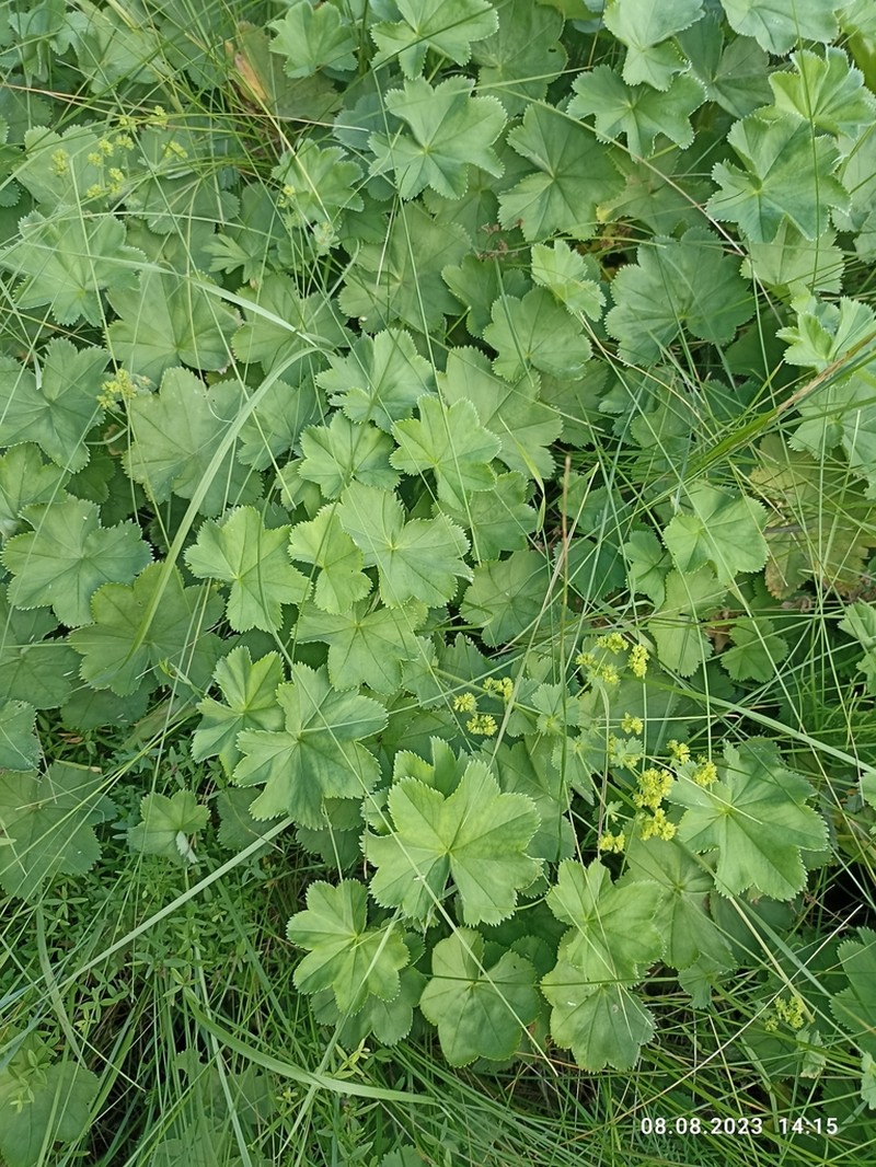 Alchemilla sibirica photo 4