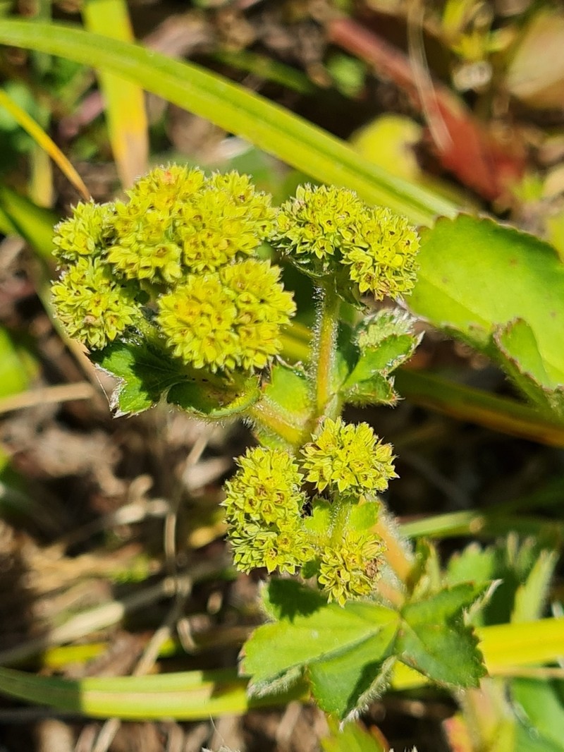 Alchemilla sibirica photo 5