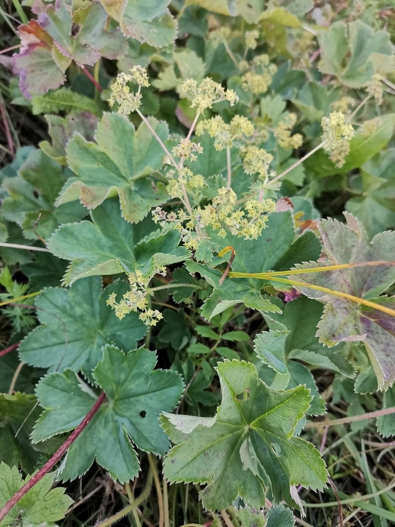 Alchemilla sibirica photo 6