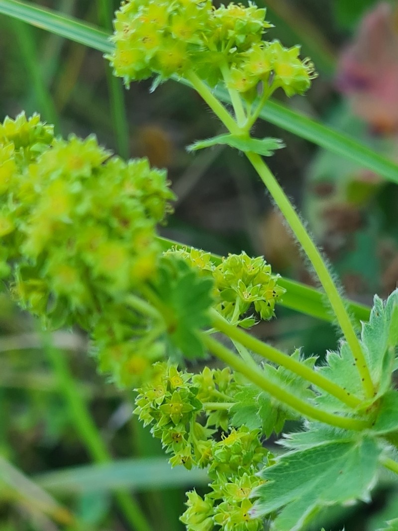 Alchemilla sibirica photo 7