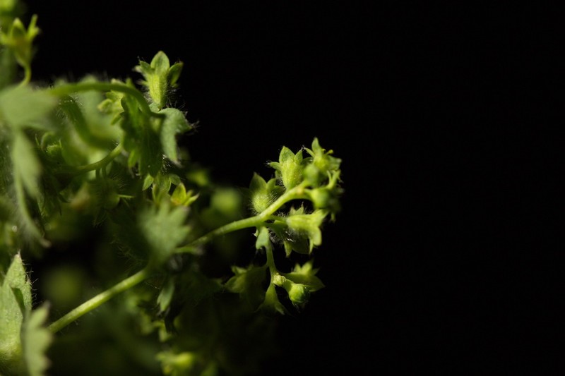Alchemilla sibirica photo 8
