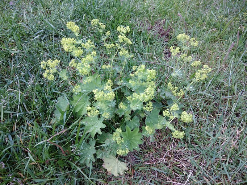 Alchemilla smirnovii photo 2