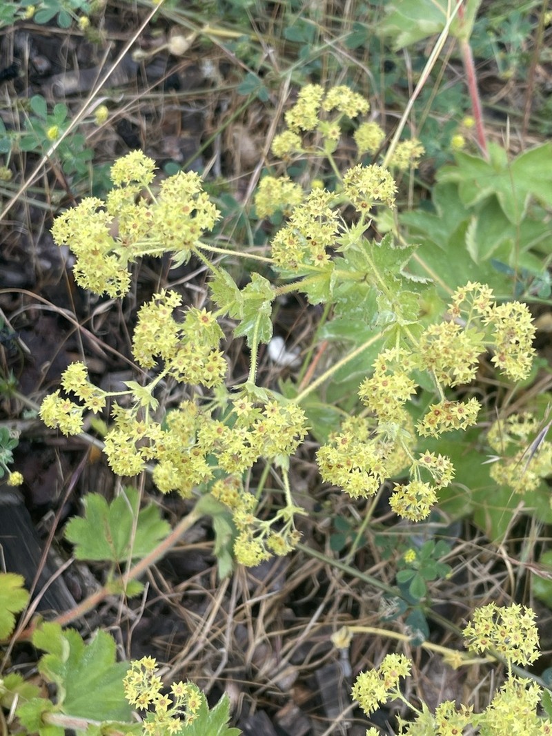 Alchemilla speciosa