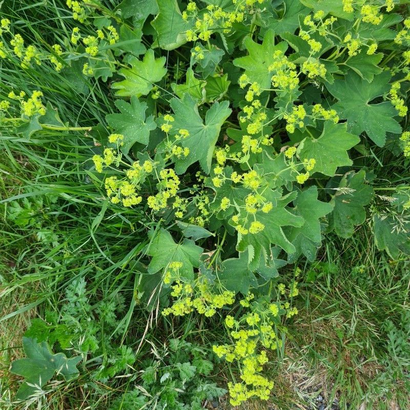 Alchemilla speciosa photo 2