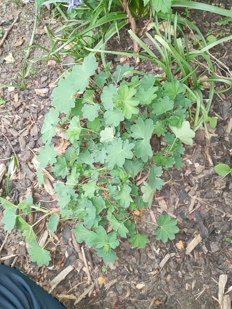 Alchemilla speciosa photo 4