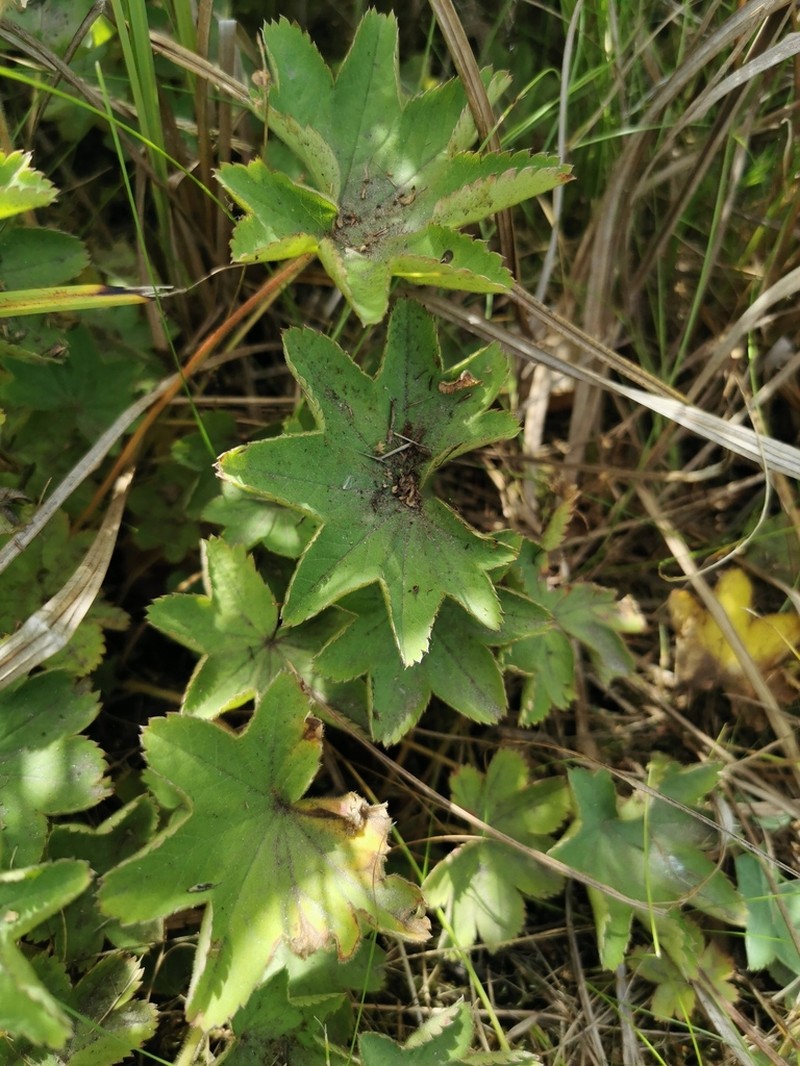 Alchemilla speciosa photo 5