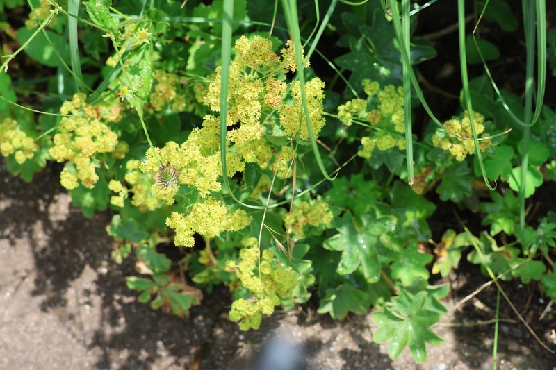 Alchemilla speciosa photo 6