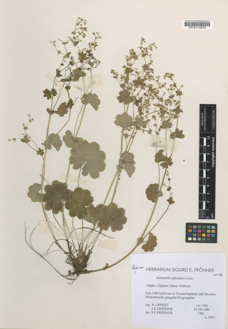 Alchemilla splendens