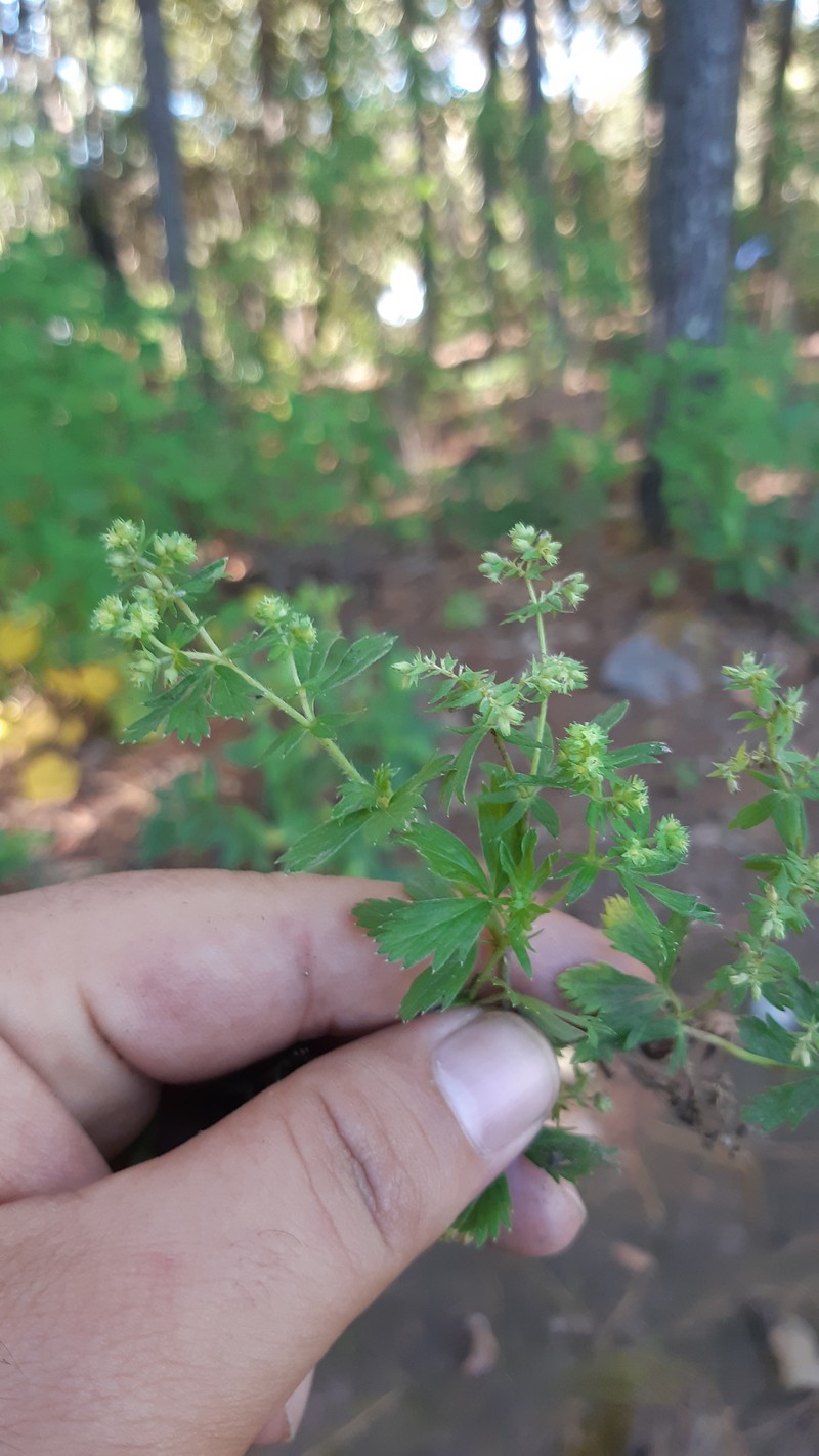 Alchemilla sprucei photo 4