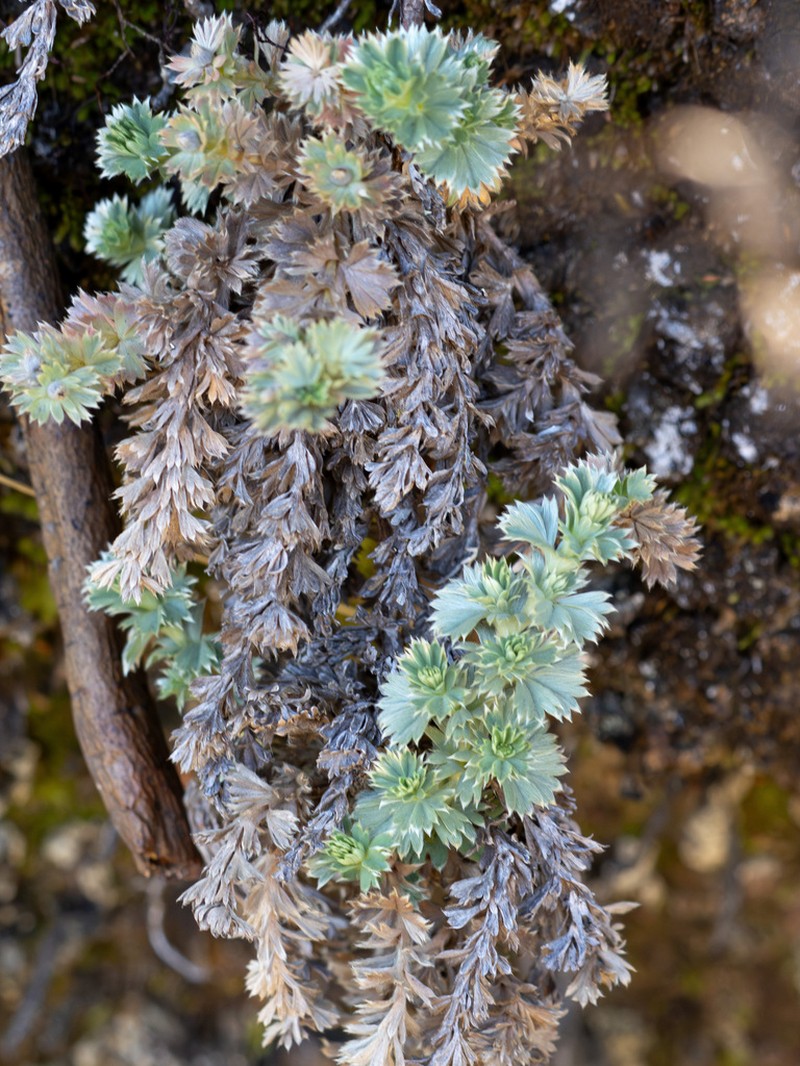 Alchemilla standleyi