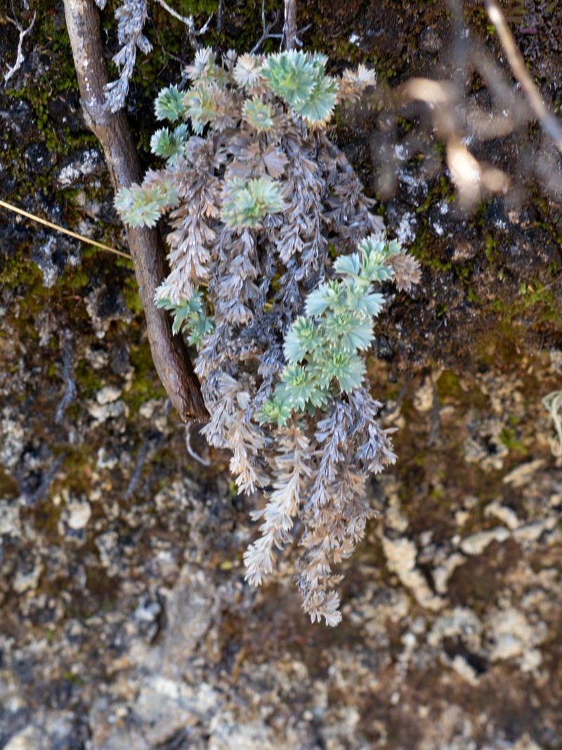 Alchemilla standleyi photo 2