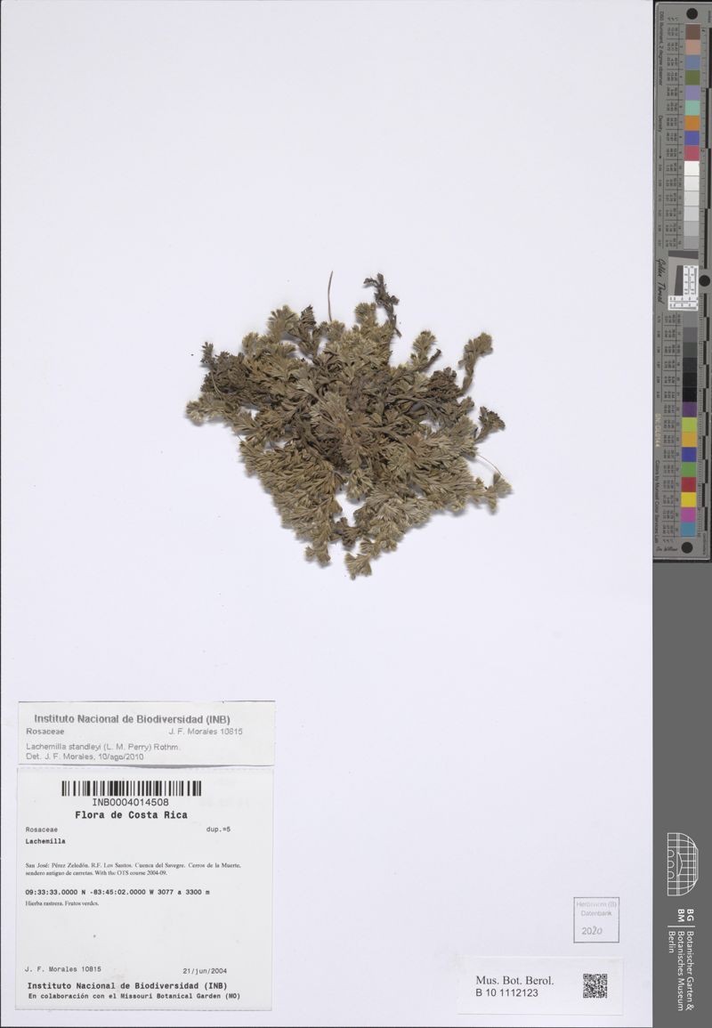 Alchemilla standleyi photo 3