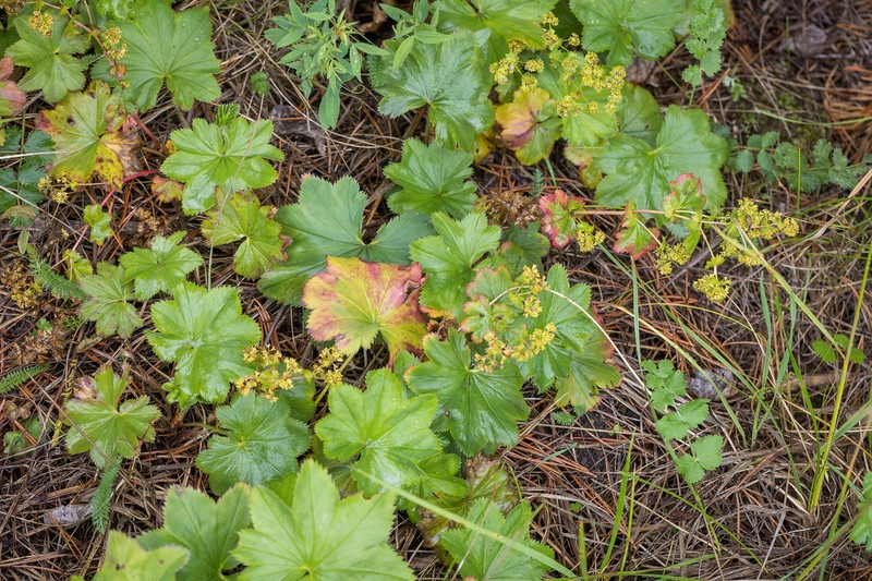 Alchemilla stellaris photo 2