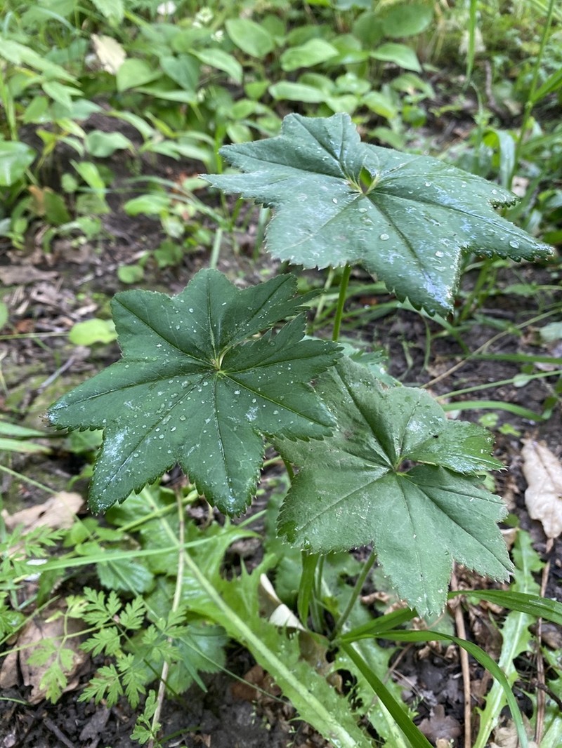 Alchemilla stellaris photo 3