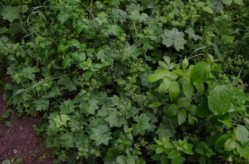 Alchemilla stellaris photo 4