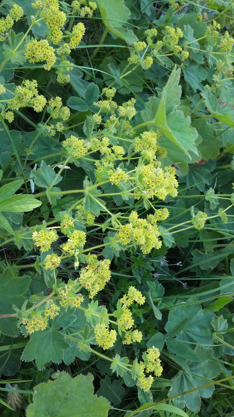 Alchemilla stevenii photo 2