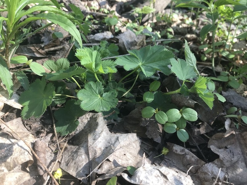 Alchemilla stichotricha photo 2