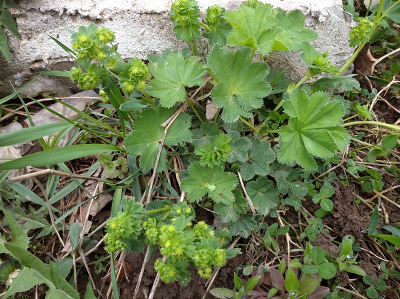 Alchemilla stichotricha photo 3