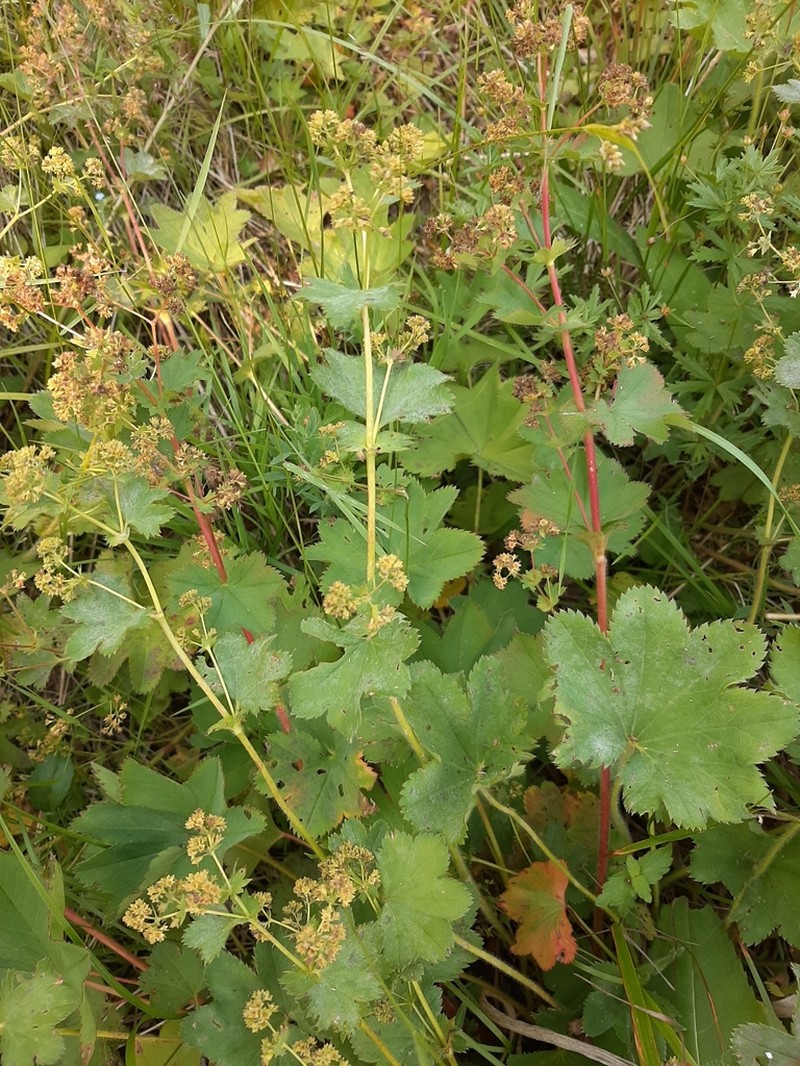 Alchemilla strictissima