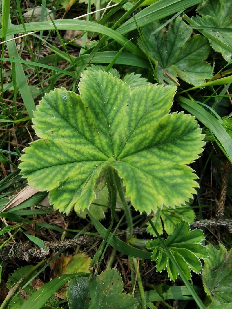 Alchemilla strigosula