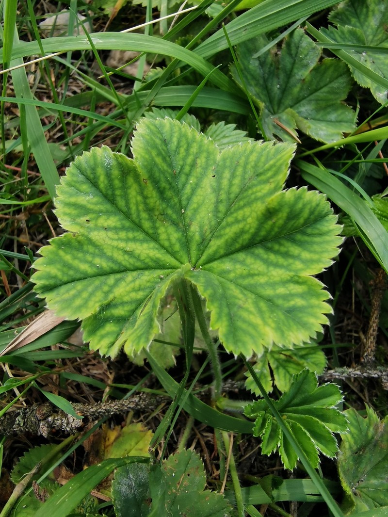 Alchemilla strigosula photo 2